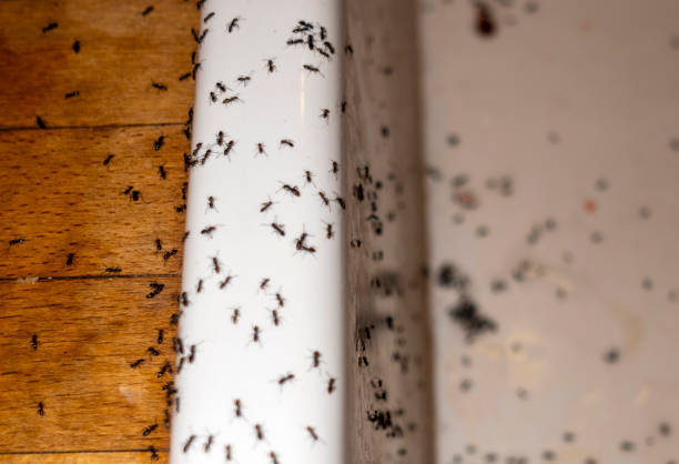 Best Pest Control for Homes  in Shenandoah, LA
