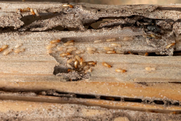 Best Flea Control Services  in Shenandoah, LA