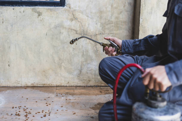 Best Local Pest Control Services  in Shenandoah, LA